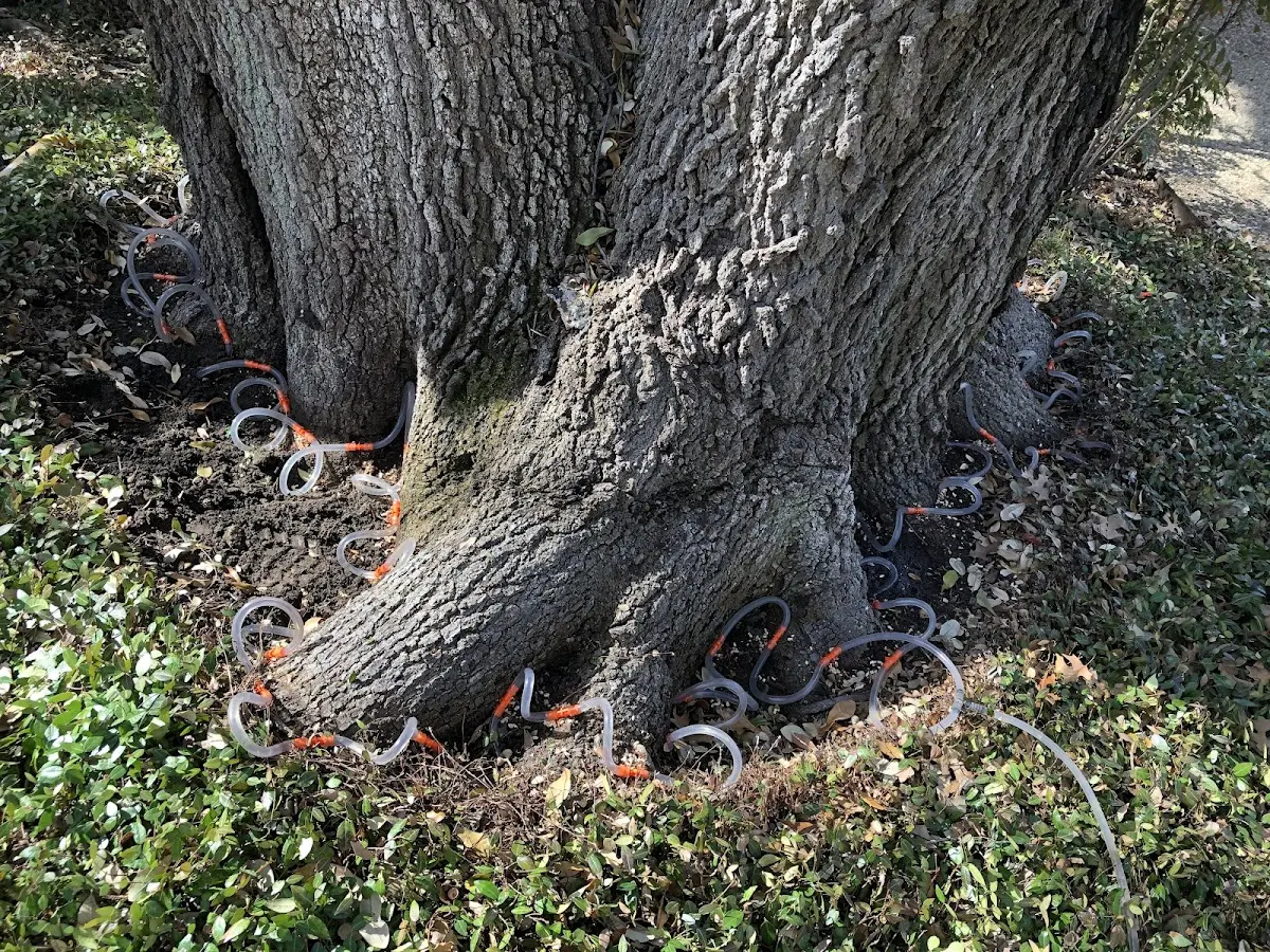 Detailed Tree Cabling and Bracing job site in Nageezi