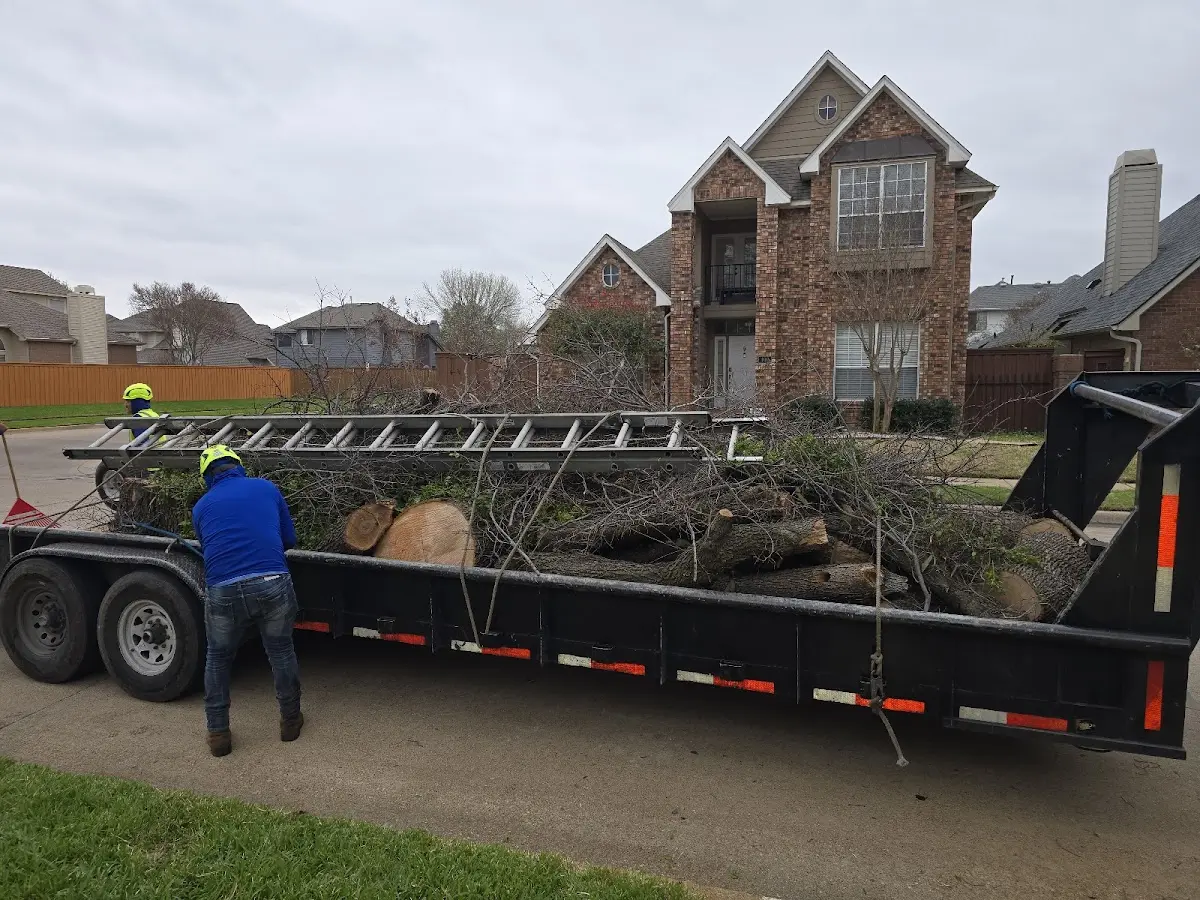 Expert Tree Removal with proper safety equipment in Nageezi